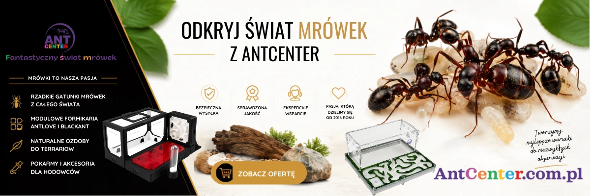 Baner AntCenter - odkryj świat mrówek